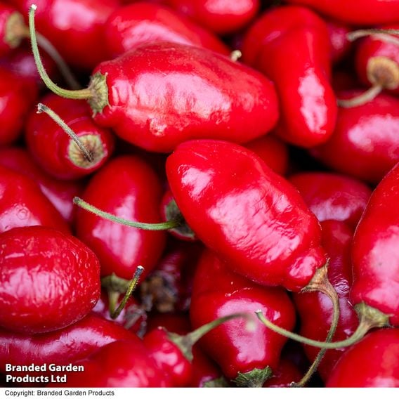 Chilli Pepper 'Scallywag'