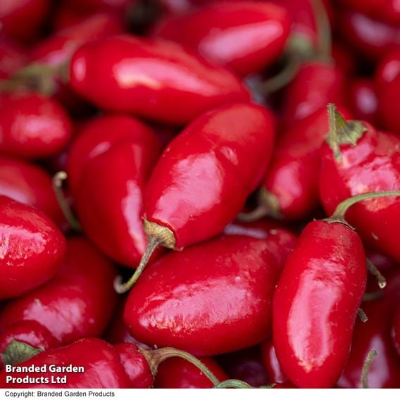 Chilli Pepper 'Scallywag'