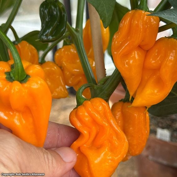 Chilli Pepper 'Scorpion Gold' - Seeds