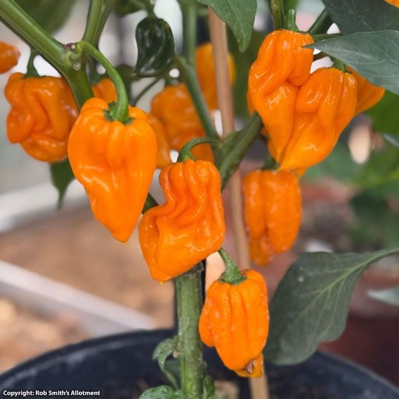 Chilli Pepper 'Scorpion Gold' - Seeds