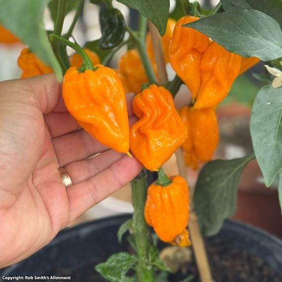 Chilli Pepper 'Scorpion Gold' - Seeds