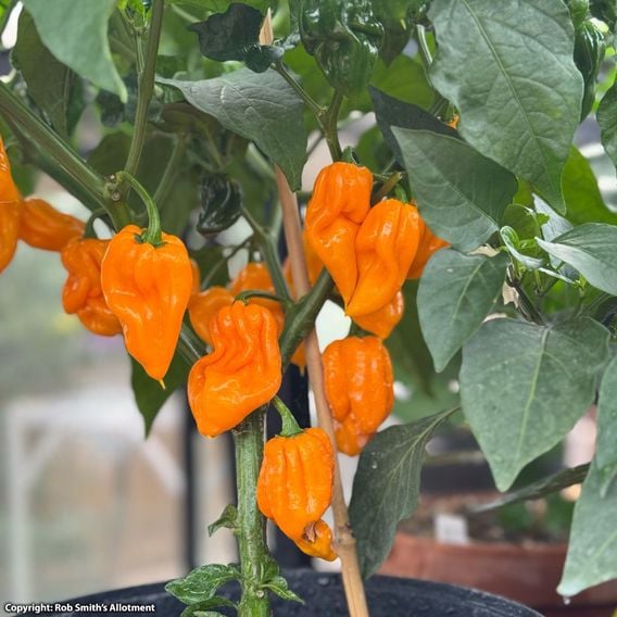 Chilli Pepper 'Scorpion Gold' - Seeds
