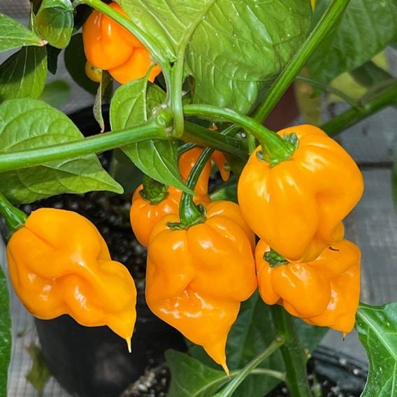 Chilli Pepper 'Scorpion Gold' - Seeds