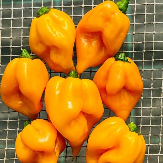 Chilli Pepper 'Scorpion Gold' - Seeds