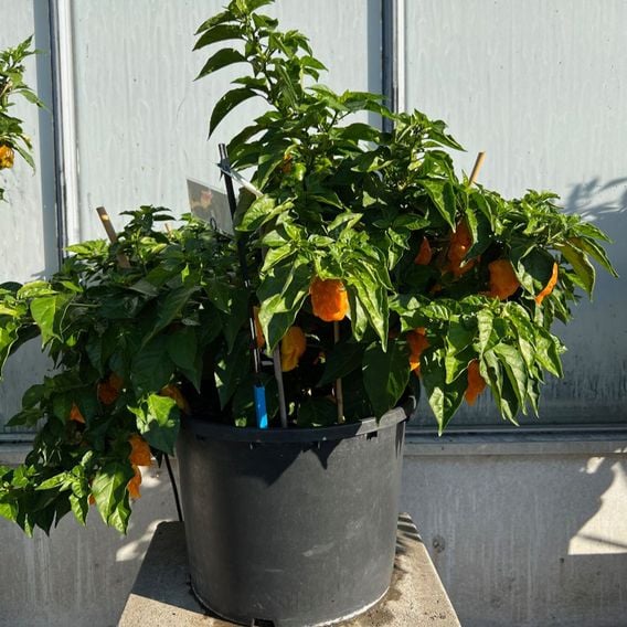 Chilli Pepper 'Scorpion Gold' - Seeds