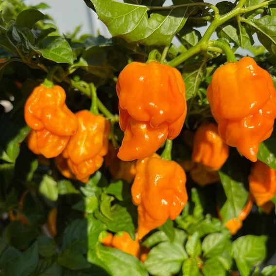 Chilli Pepper 'Scorpion Gold' - Seeds