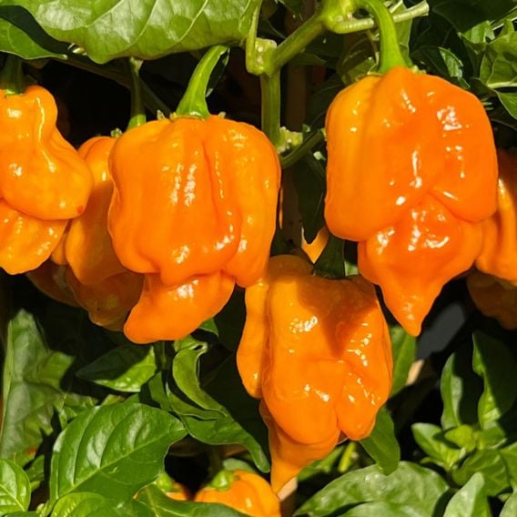 Chilli Pepper 'Scorpion Gold' - Seeds