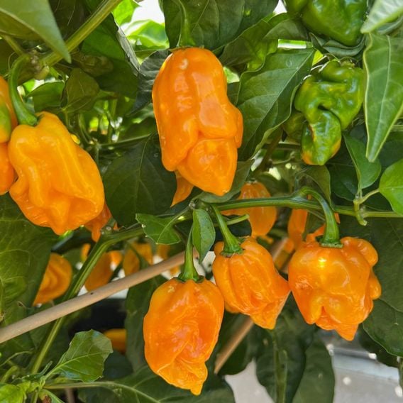 Chilli Pepper 'Scorpion Gold' - Seeds