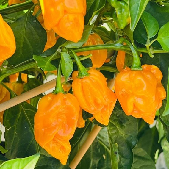 Chilli Pepper 'Scorpion Gold' - Seeds