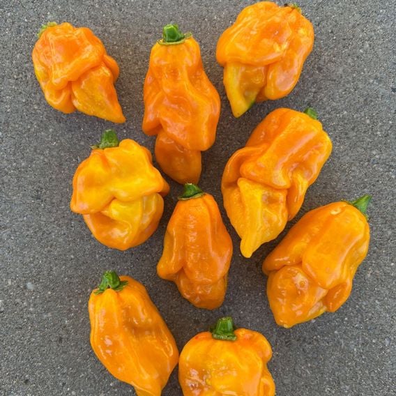 Chilli Pepper 'Scorpion Gold' - Seeds