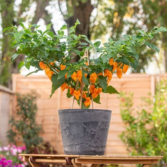 Chilli Pepper 'Scorpion Gold' - Seeds