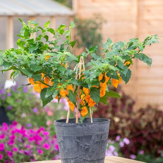 Chilli Pepper 'Scorpion Gold' - Seeds