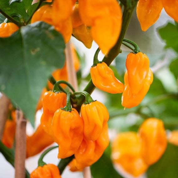 Chilli Pepper 'Scorpion Gold' - Seeds