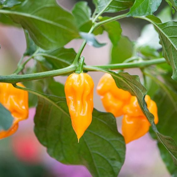 Chilli Pepper 'Scorpion Gold' - Seeds