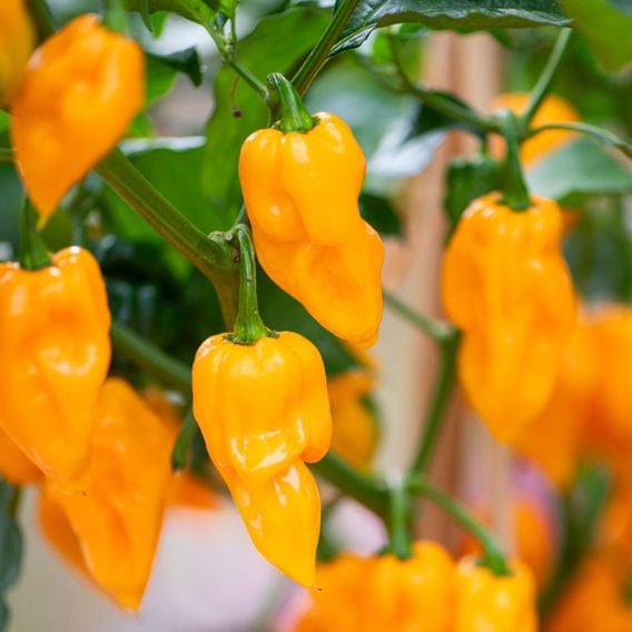 Chilli Pepper 'Scorpion Gold' - Seeds