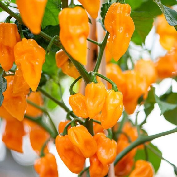 Chilli Pepper 'Scorpion Gold' - Seeds