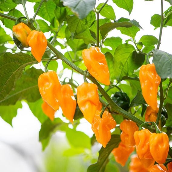 Chilli Pepper 'Scorpion Gold' - Seeds