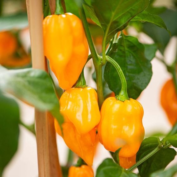 Chilli Pepper 'Scorpion Gold' - Seeds