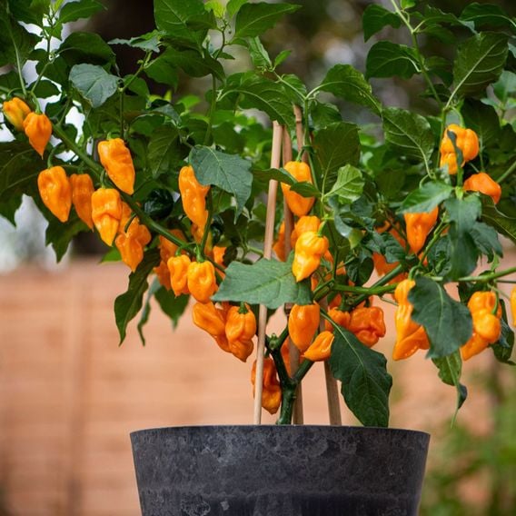 Chilli Pepper 'Scorpion Gold' - Seeds
