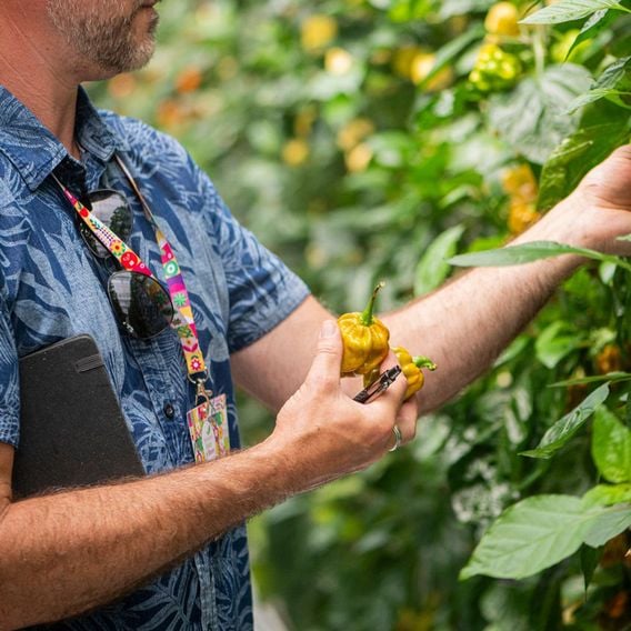 Chilli Pepper 'Scorpion Gold' - Seeds