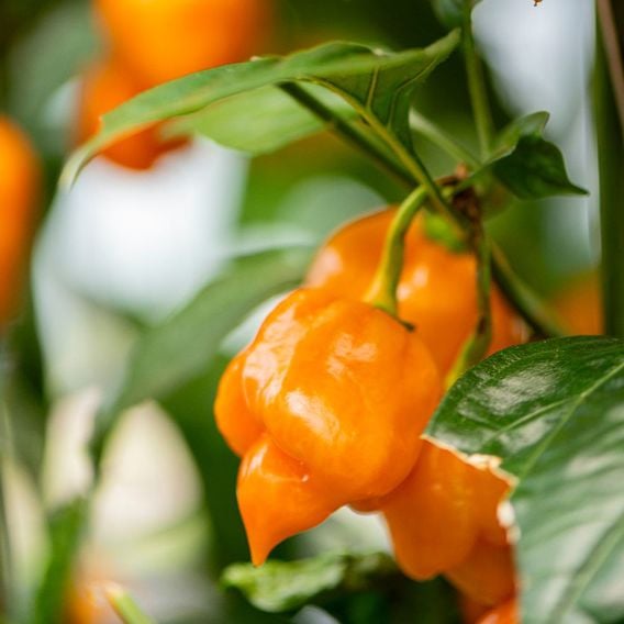 Chilli Pepper 'Scorpion Gold' - Seeds