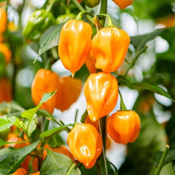 Chilli Pepper 'Scorpion Gold' - Seeds