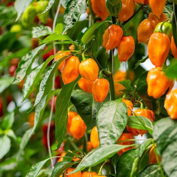 Chilli Pepper 'Scorpion Gold' - Seeds