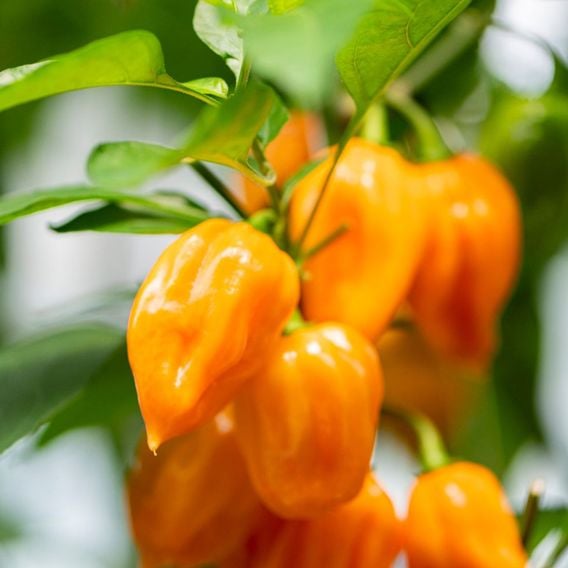 Chilli Pepper 'Scorpion Gold' - Seeds