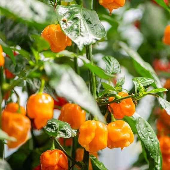 Chilli Pepper 'Scorpion Gold' - Seeds