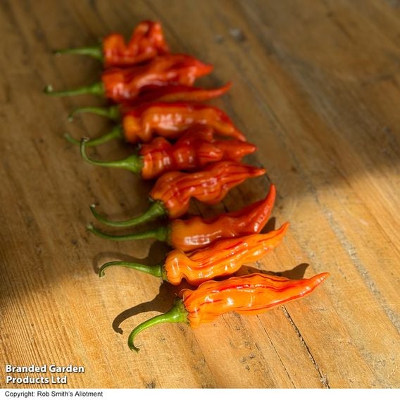 Chilli Pepper 'Sugar Rush Stripey'