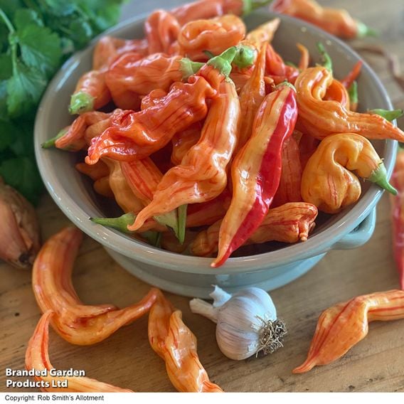 Chilli Pepper 'Sugar Rush Stripey'