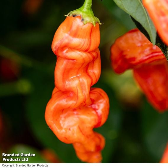 Chilli Pepper 'Sugar Rush Stripey'