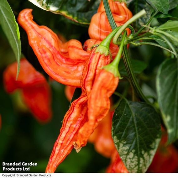 Chilli Pepper 'Sugar Rush Stripey'