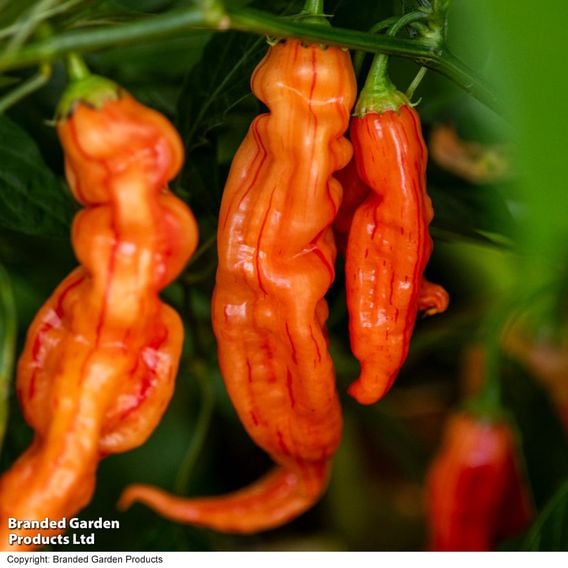 Chilli Pepper 'Sugar Rush Stripey'