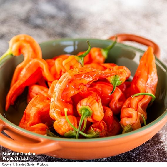 Chilli Pepper 'Sugar Rush Stripey'