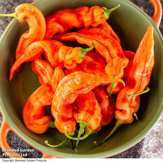 Chilli Pepper 'Sugar Rush Stripey'