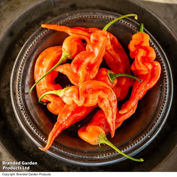 Chilli Pepper 'Sugar Rush Stripey'