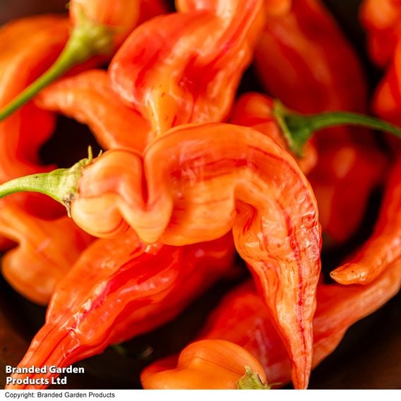 Chilli Pepper 'Sugar Rush Stripey'