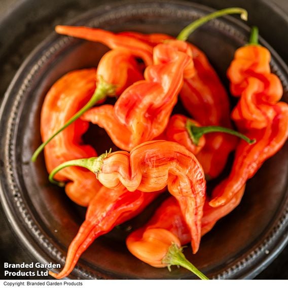 Chilli Pepper 'Sugar Rush Stripey'