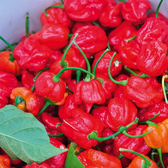 Chilli Pepper 'Trinidad Moruga Scorpion' - Seeds