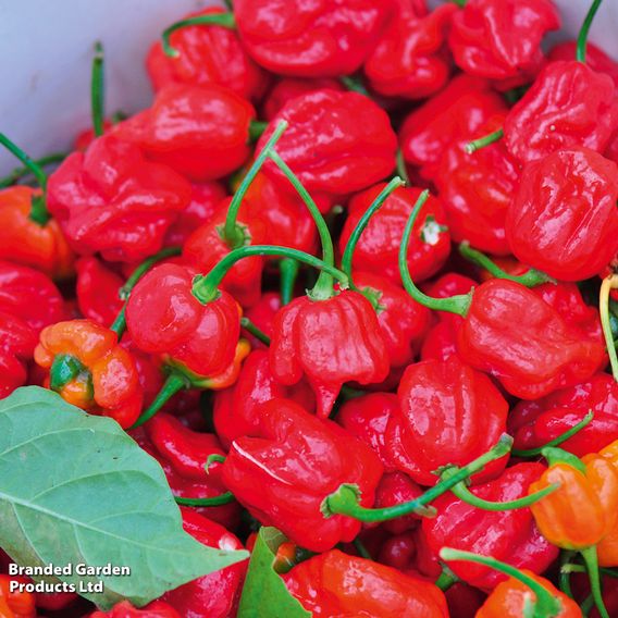 Chilli Pepper 'Trinidad Moruga Scorpion' - Seeds