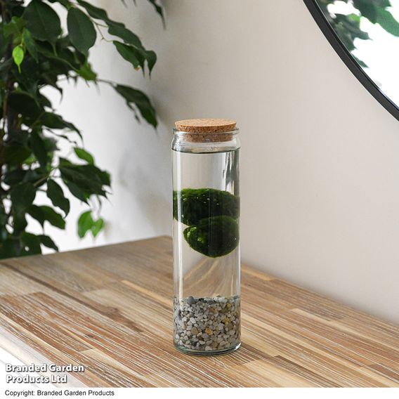 Moss Balls in Tall Glass Vase