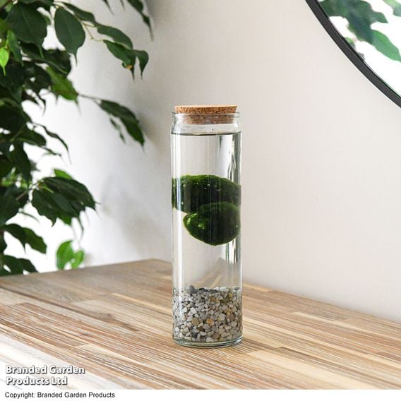 Moss Balls in Tall Glass Vase