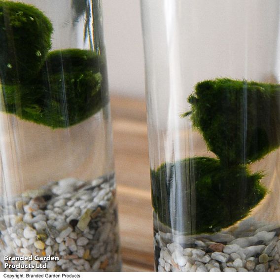 Moss Balls in Tall Glass Vase