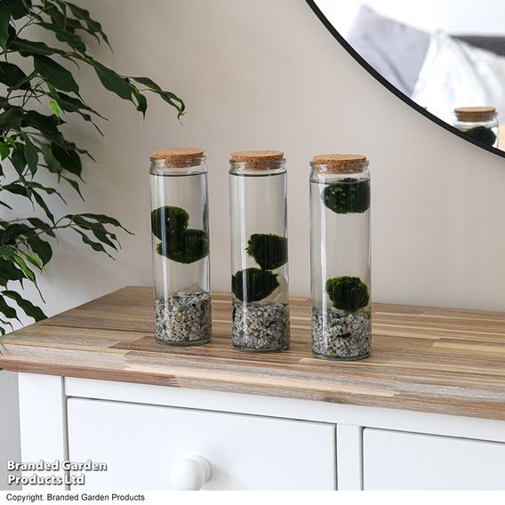 Moss Balls in Tall Glass Vase