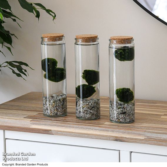 Moss Balls in Tall Glass Vase