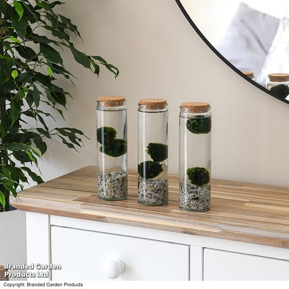 Moss Balls in Tall Glass Vase