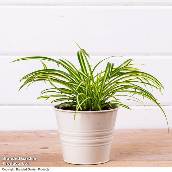 Chlorophytum comosum 'Atlantic'