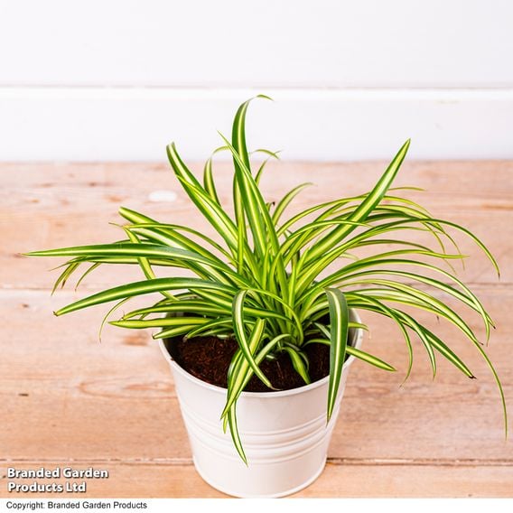 Chlorophytum comosum 'Atlantic'