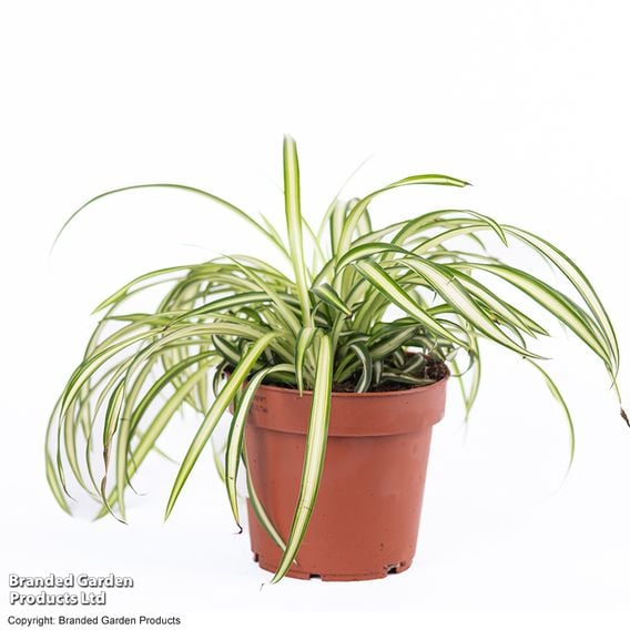 Chlorophytum comosum 'Atlantic'